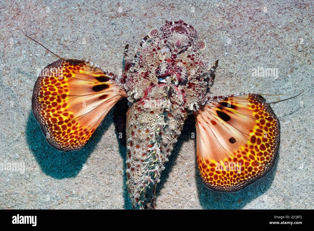Zwei-Stick Stingfish - Inimicus filamentosus Stockfoto