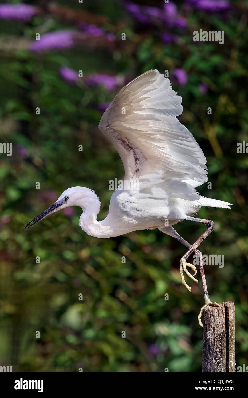 Seidenreiher - Egretta garzetta Stockfoto