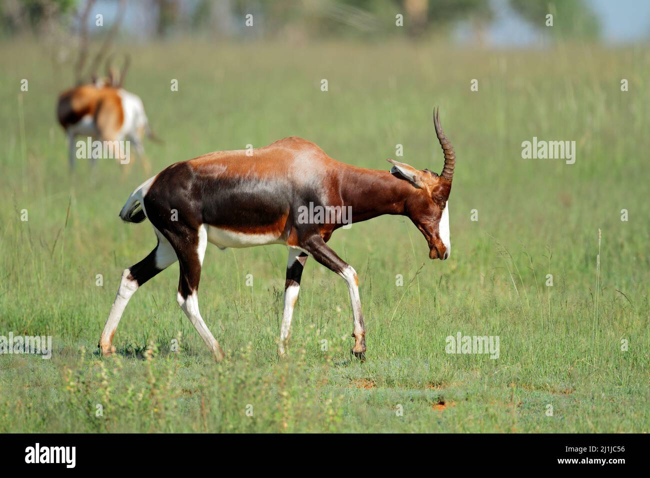 Eine bedrohte Bontebok-Antilope (Damaliscus pygargus dorcas) in einem natürlichen Lebensraum, Südafrika Stockfoto