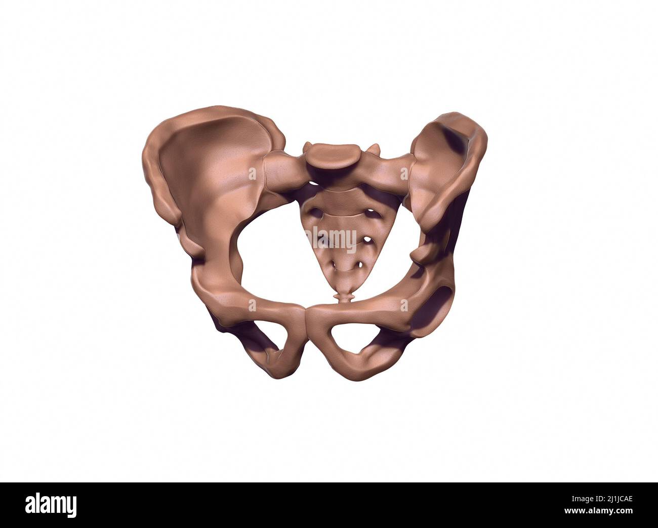 3D-Rendering des menschlichen Beckens Stockfoto