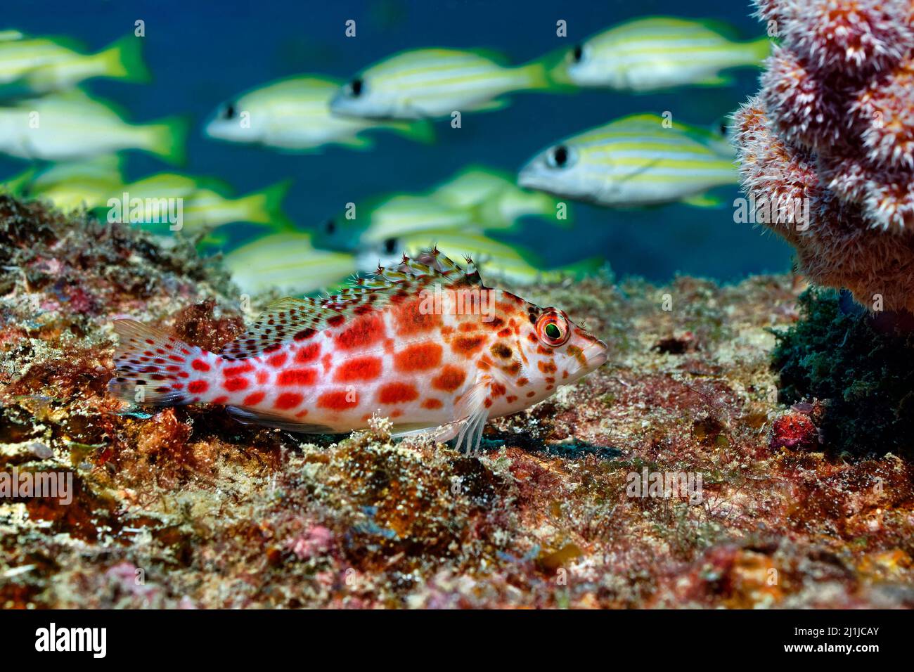 Korallenbarsch - Cirrhitichthys oxycefhalus Stockfoto