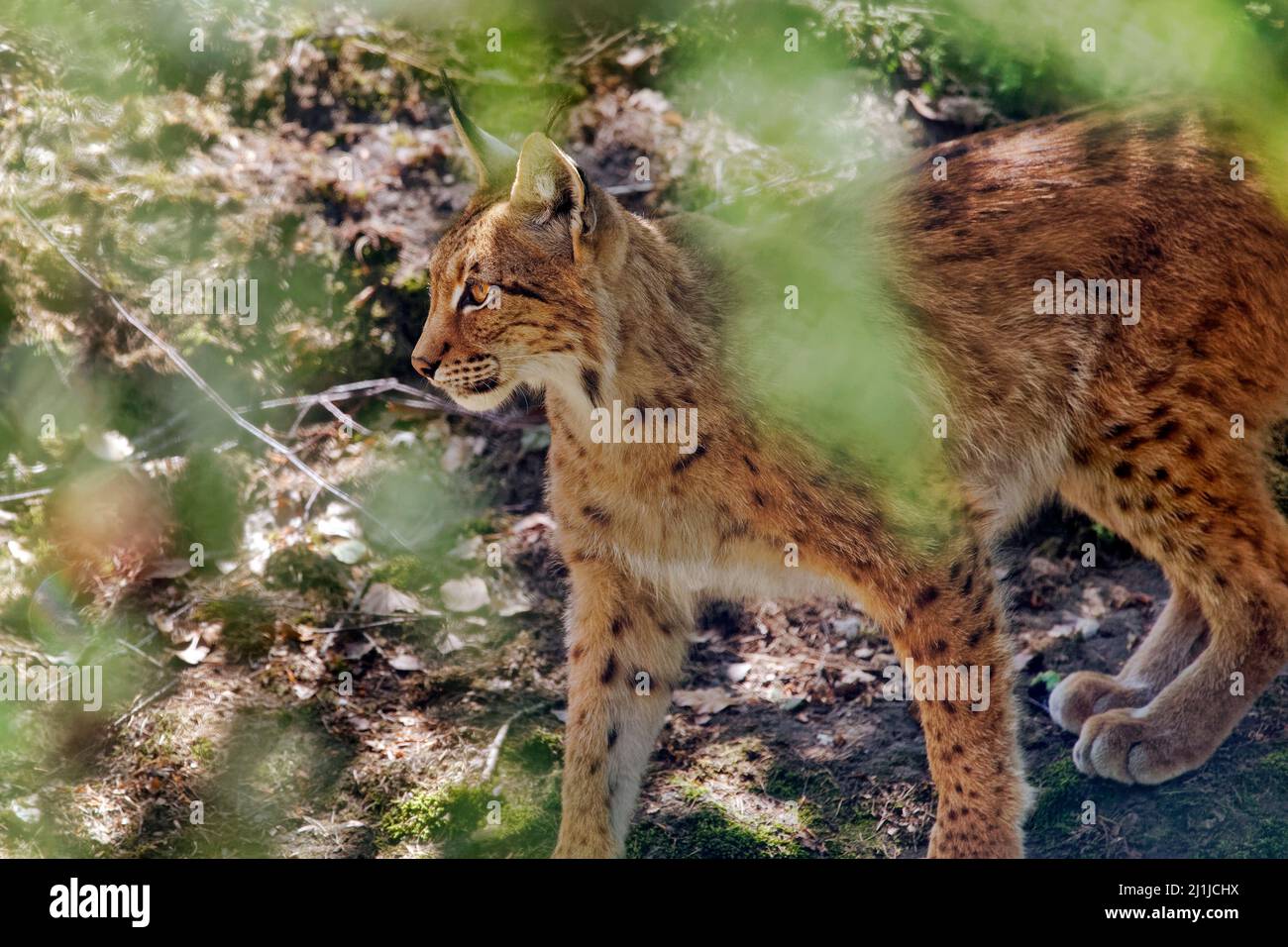 Eurasischen Luchs Lynx lynx Stockfoto