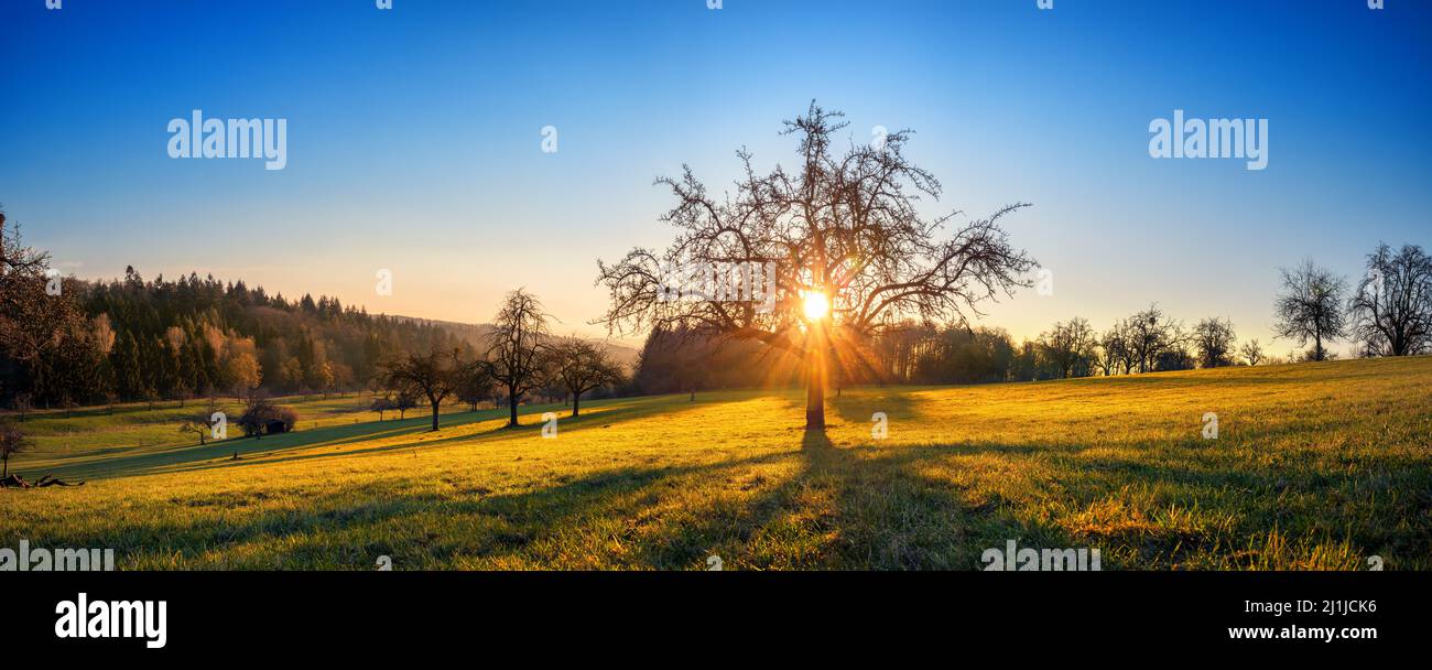 Die Sonne scheint durch einen Baum auf einer goldenen Wiese, eine ländliche Panoramalandschaft mit klarem blauen Himmel vor Sonnenuntergang Stockfoto