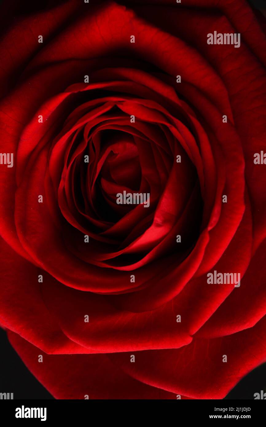 Nahaufnahme der Blüten Stockfoto