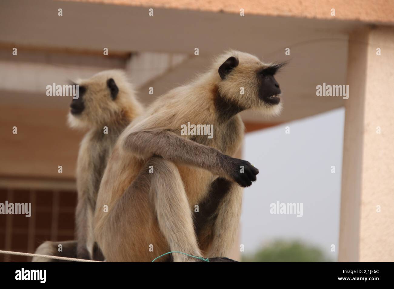 Affe sitzt auf der Wand einer Terrasse und ist wütend Stockfoto