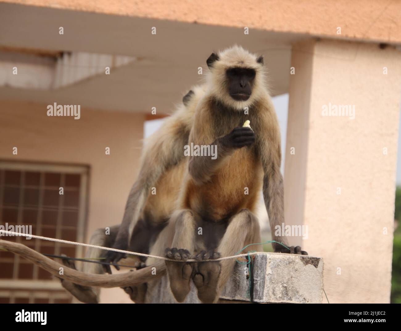 Affen sitzen auf einer Terrassenwand und essen Obst Stockfoto