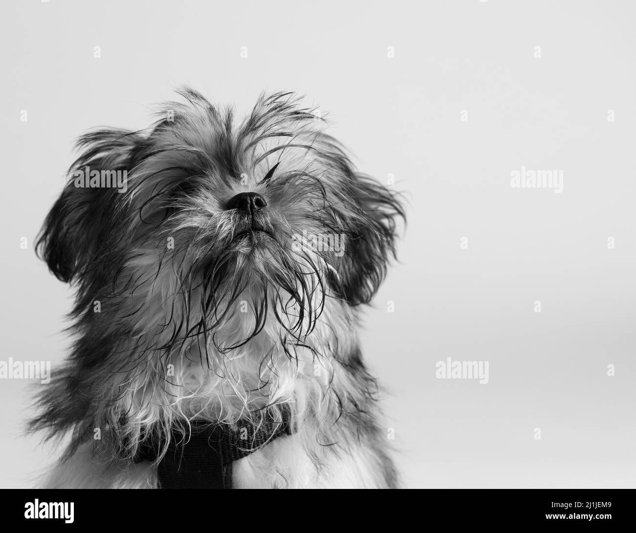 Nahaufnahme mit einem Hund mit viel Haar, Schwarz-Weiß-Foto Stockfoto