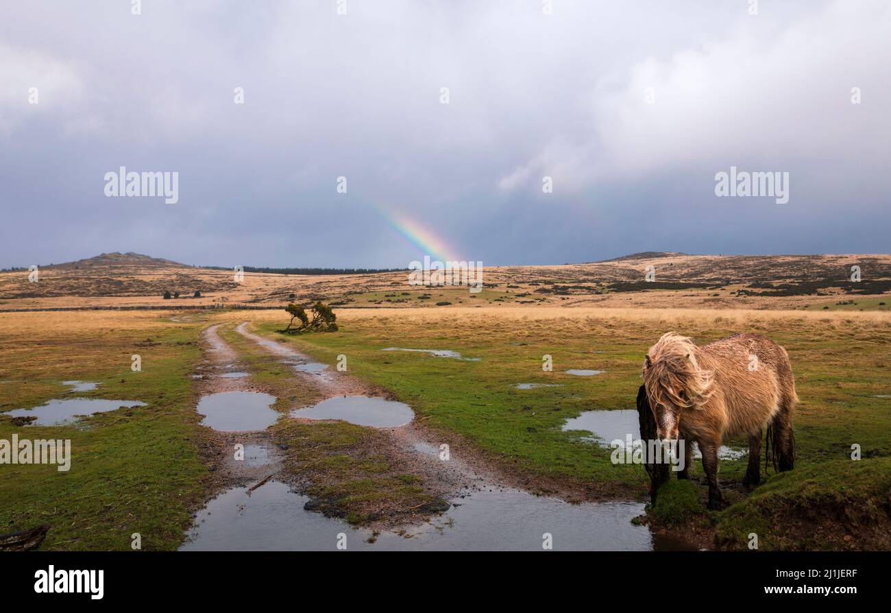 Vibrierende Wolken Regenbögen und wilde Moorponys über dem Combestone Tor auf Dartmoor Devon im Westen Englands Stockfoto