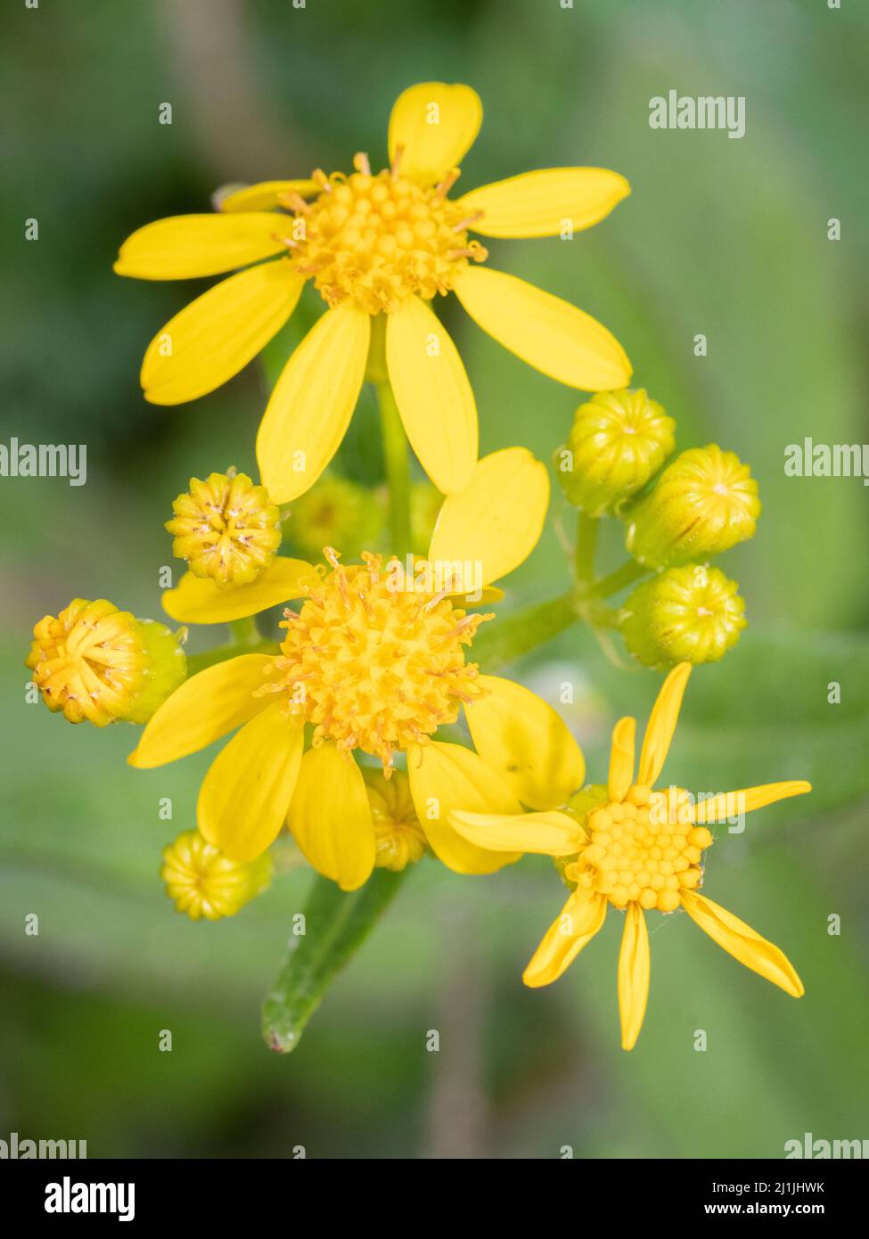 Die gelben Blüten des texanischen Ragwürzens. Stockfoto