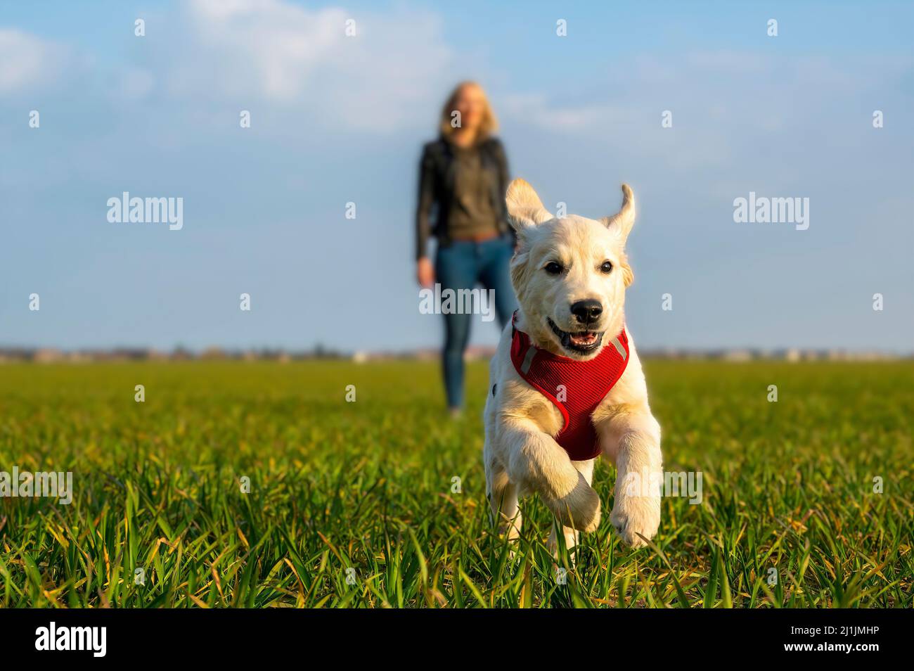 Golden Retriever Welpe läuft auf die Kamera mit einer unscharfen jungen Frau im Hintergrund. Stockfoto