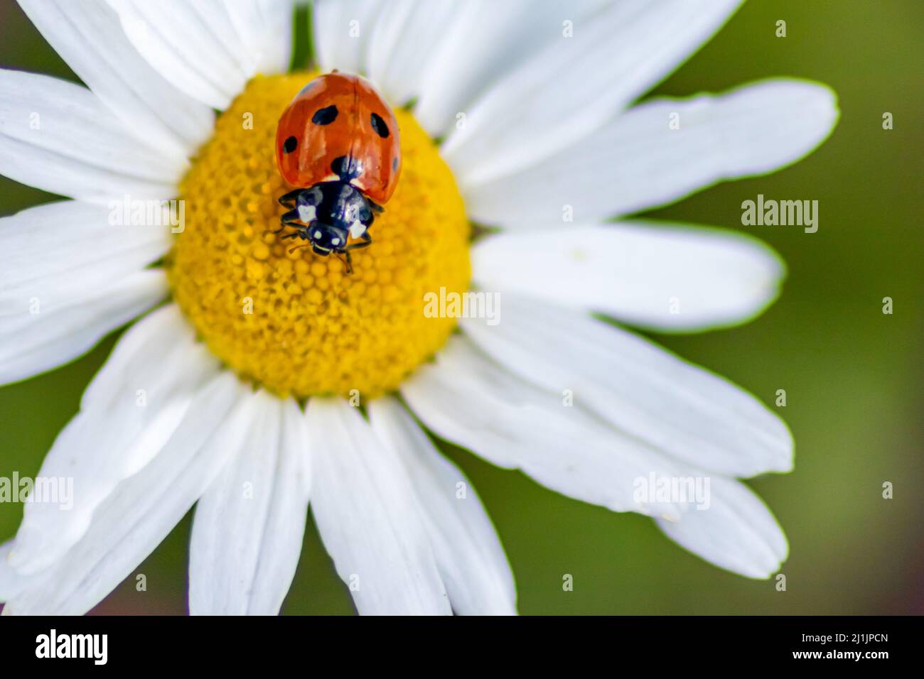 Niedliche kleine Marienkäfer auf weißer Gänseblümchen-Blume mit roten Flügeln und schwarz gepunkteter Jagd auf Pflanzenlusen als biologische Schädlingsbekämpfung für den ökologischen Landbau Stockfoto