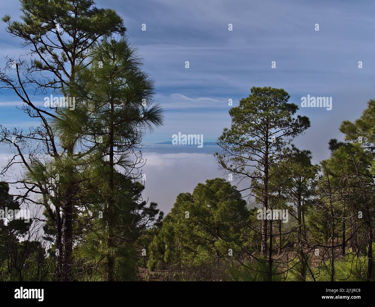 Schöne Aussicht durch einen Wald von Kanarische Kiefern (Pinus canariensis) im Tamadaba Naturpark in den Bergen von Gran Canaria, Spanien. Stockfoto