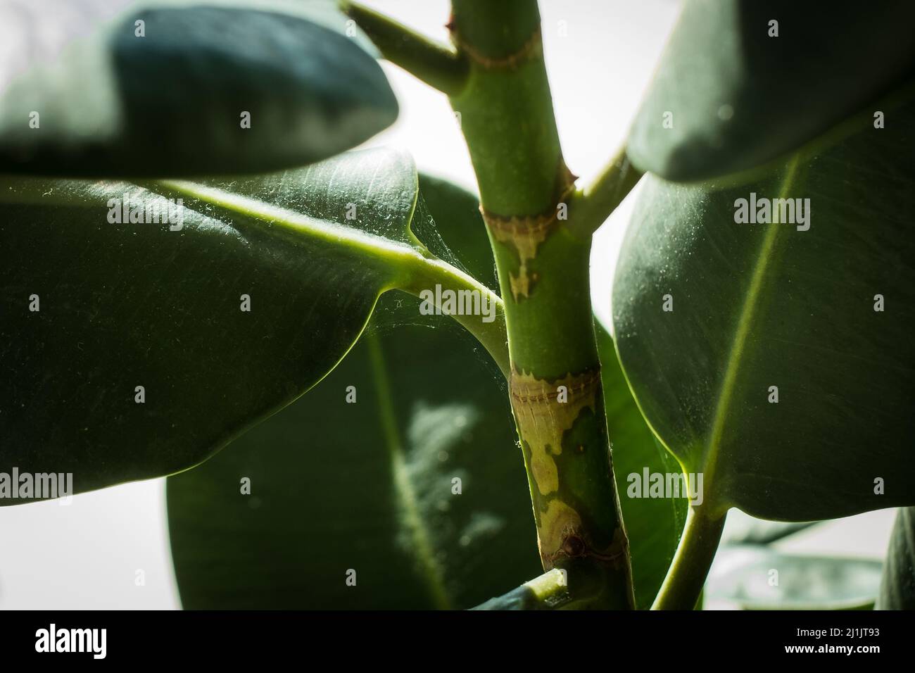 Feines Schädlingsgewebe auf und unter Blättern. Spinnmilben und Blattläuse. Green House Pflanze Schädlingsbekämpfung. Stockfoto