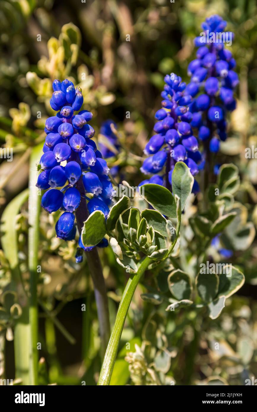 Traubenhyazinthen - Muscari armeniacum Stockfoto