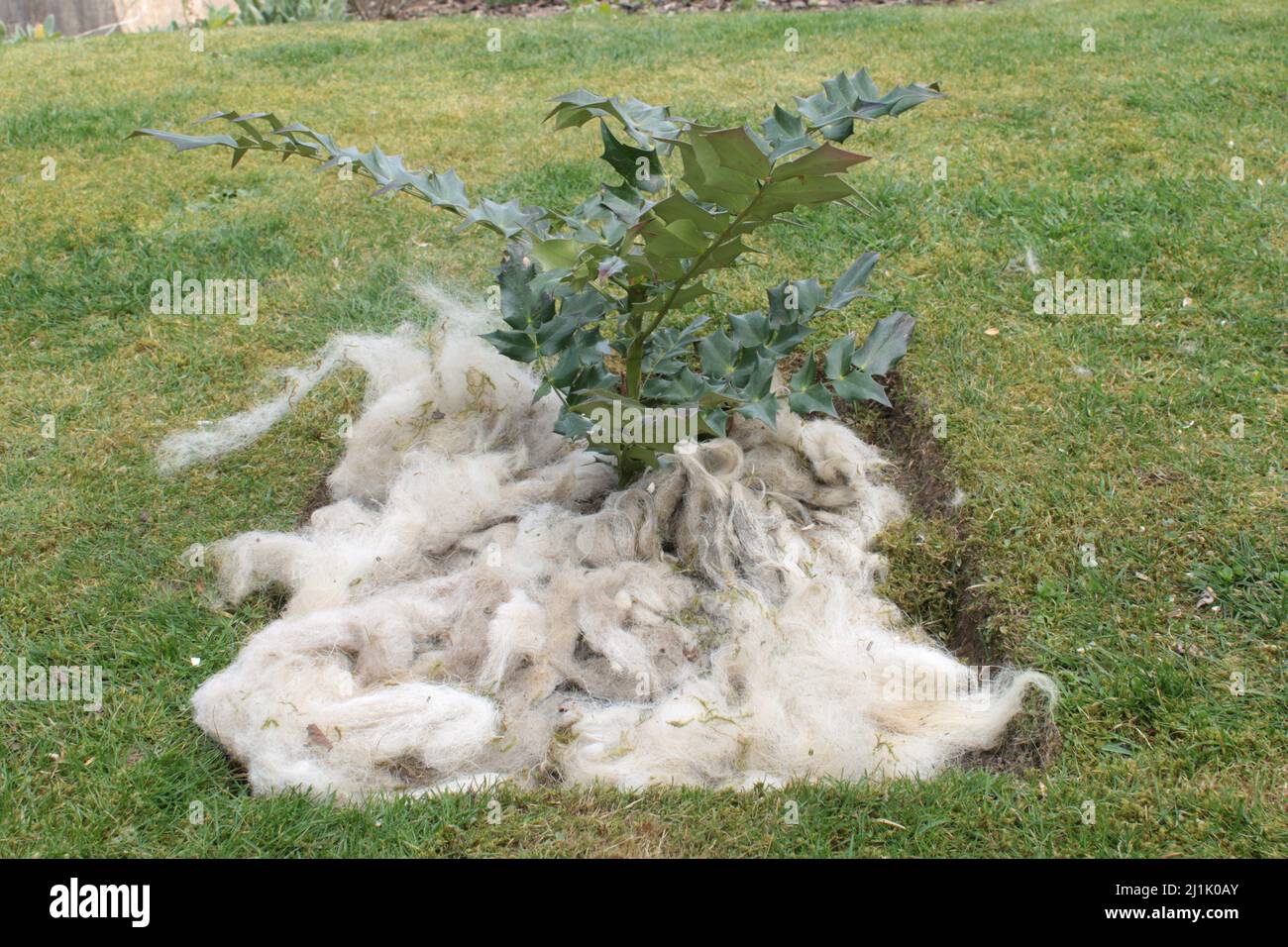Schafwolle, die als natürlicher Mulch um eine Pflanze herum verwendet wird Stockfoto