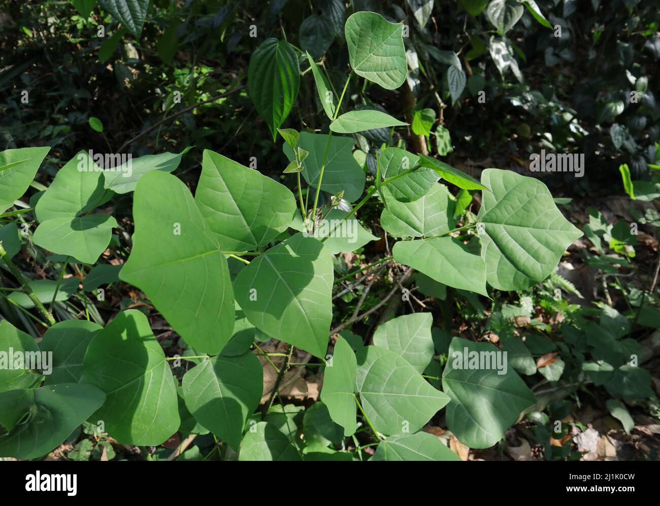 Auftauchende Blätter einer indischen Korallenbaumpflanze (Erythrina variegata) Stockfoto