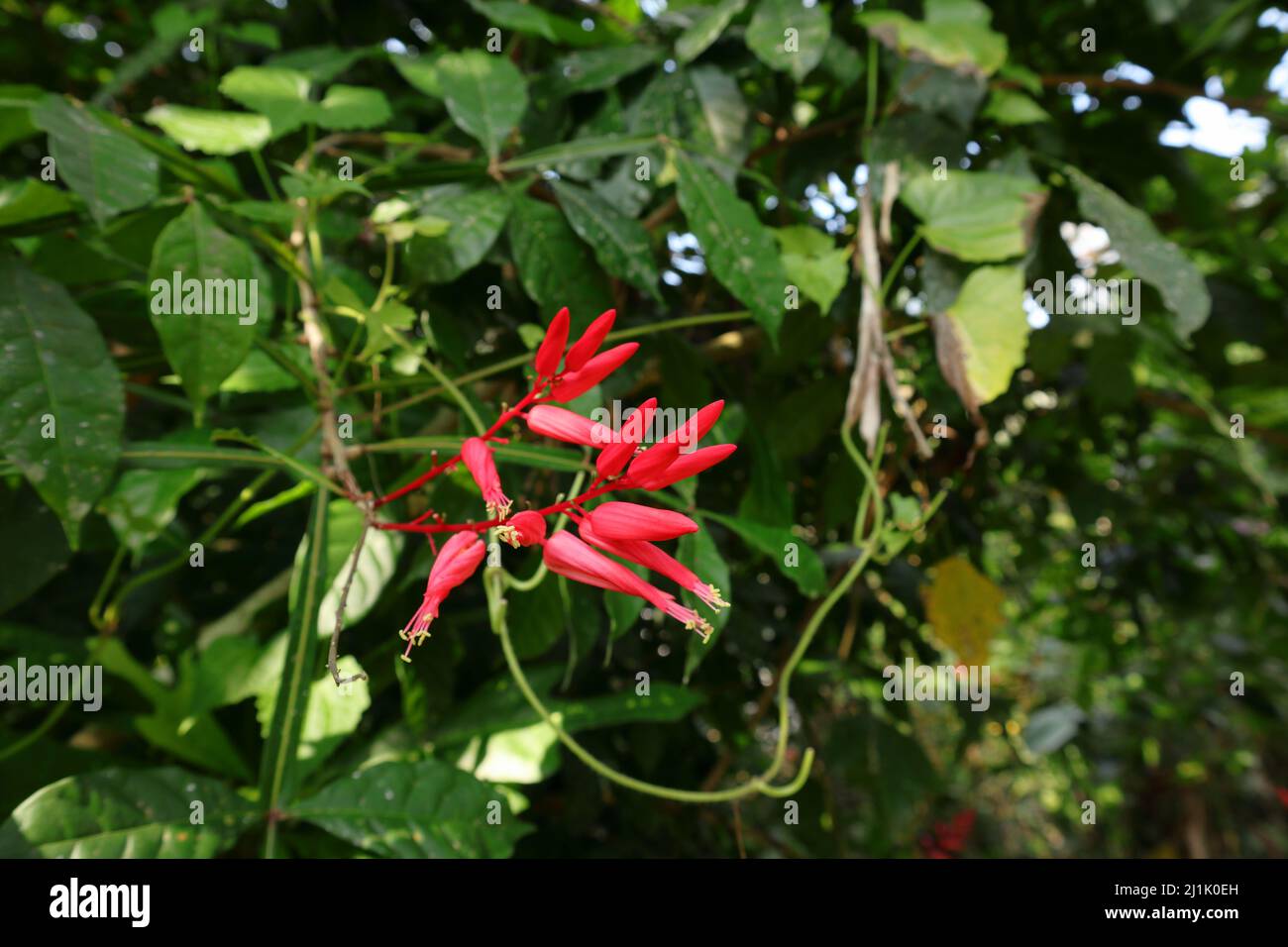 Knospenform rote Blüten blühten als Cluster in freier Wildbahn Stockfoto