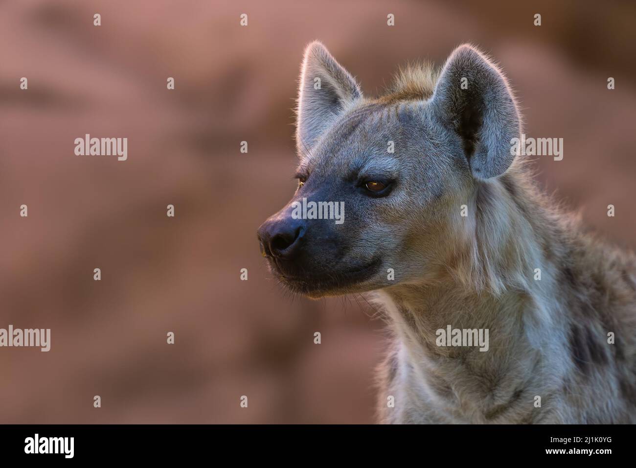 Eine Nahaufnahme der gefleckten Hyäne, Crocuta crocuta. Stockfoto