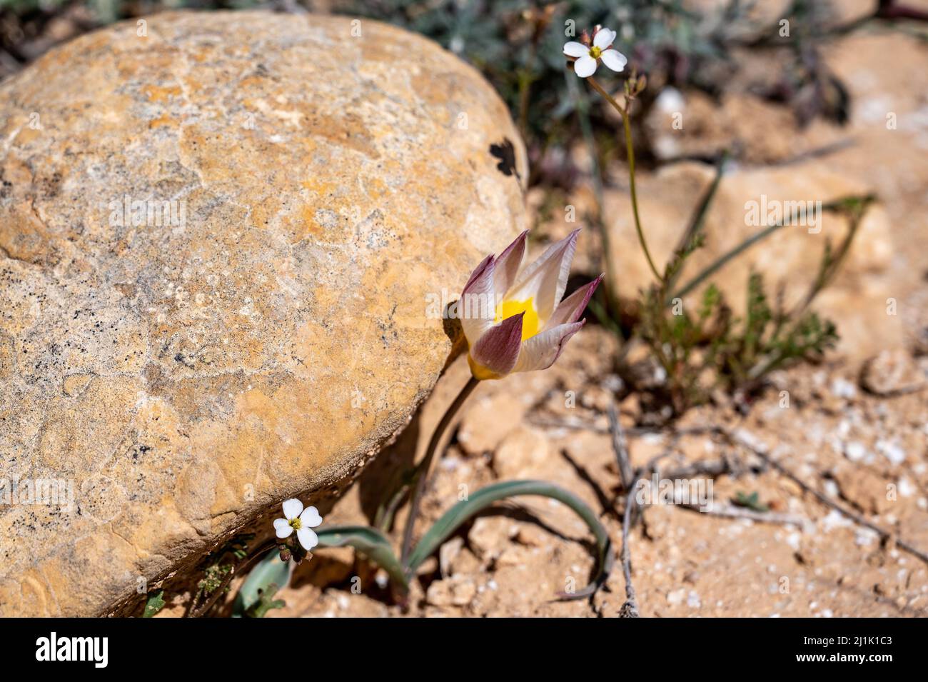 Weiche lila Wildtulips mit weißem Blütenrand. Grün scharfe Blätter mit roter Spitze. Grüner Garten in verschwommenem Hintergrund, sonniger Frühlingstag. Stockfoto