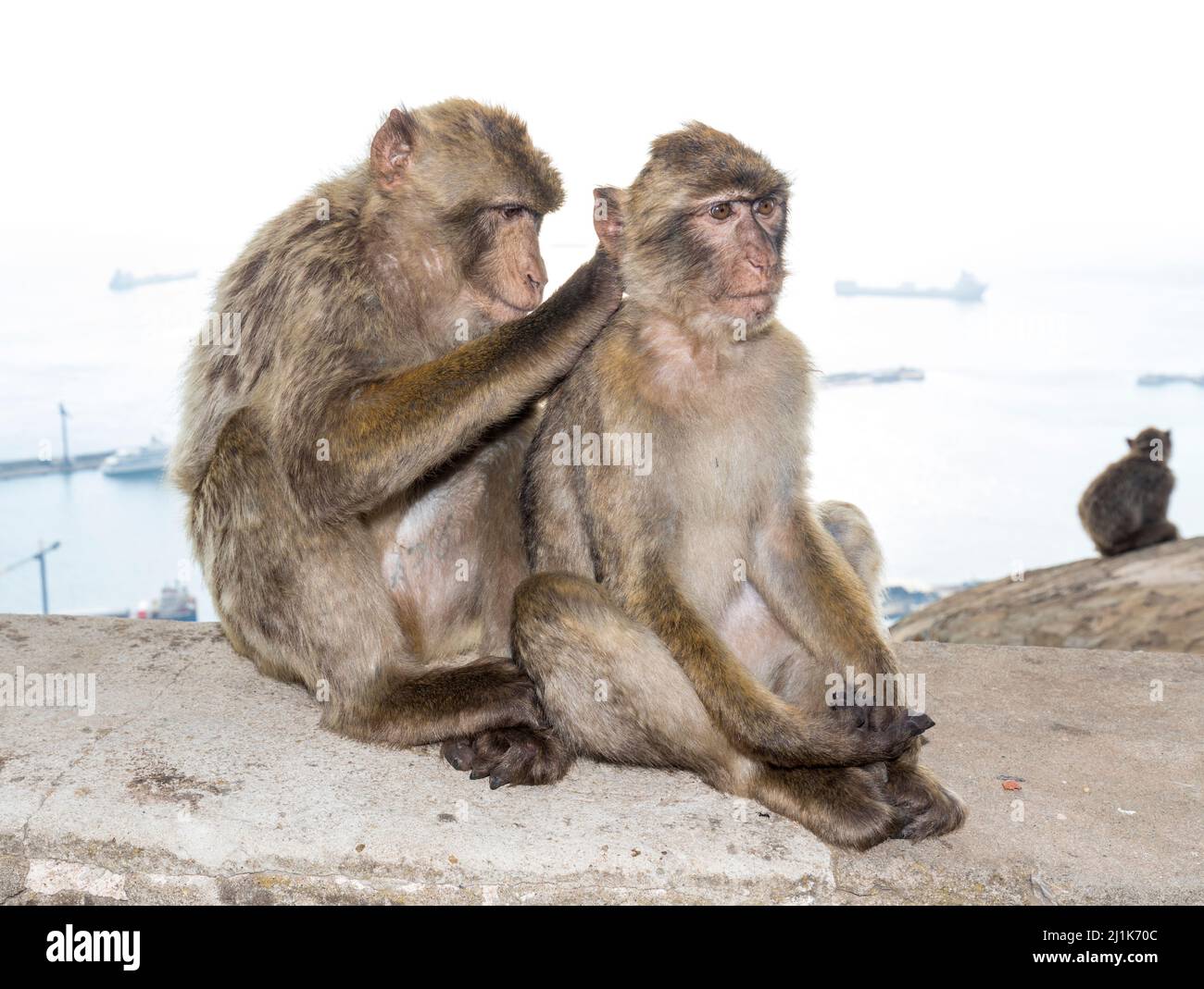 Barbaren Makaken, Macaca sylvanus, Pflege, Gibraltar Stockfoto