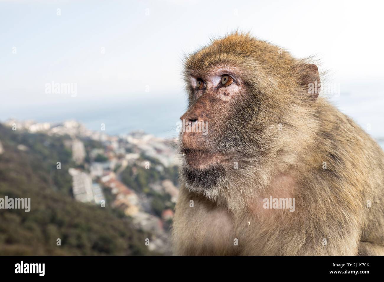 Barbary Macaque, Macaca Sylvanus, Gibraltar Stockfoto