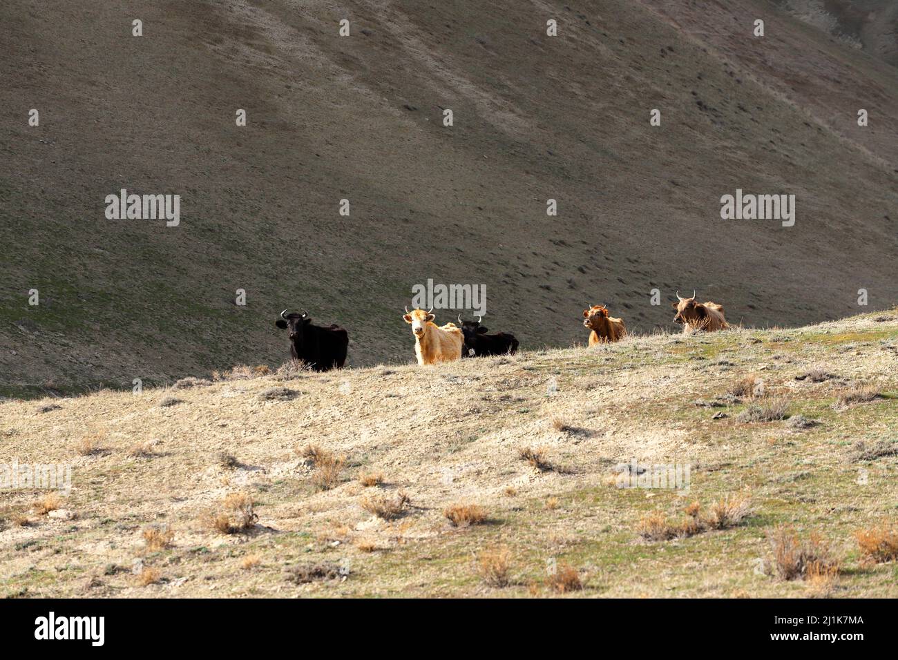 Kühe grasen alleine in den Bergen. Stockfoto