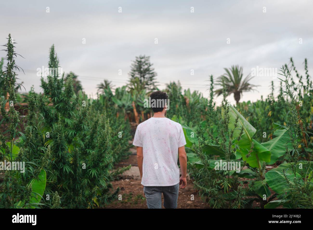 CBD-Farm Stockfoto