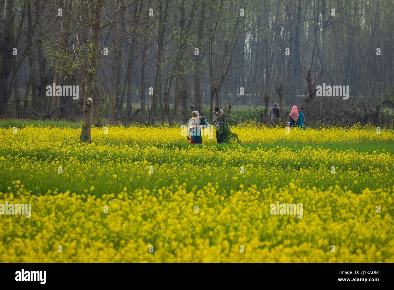 Kashmiri Mann und Frau gehen an einem sonnigen Frühlingstag durch ein Senffeld am Stadtrand von Srinagar. Senf und Mandeln sind wichtige Nutzpflanzen im Tal. Während nach einem harten und trostlosen Winter der strahlende Sonnenschein die Region badet, nähern sich blauer Himmel und fröhliches Wetter und neue Blüten wie Mandeln, Pfirsiche, Birnen, Kirschen und die leuchtend gelben Senfblumen malen einen bunten Farbenrausch auf die Leinwand der Natur, was der Luft Frische und einen süßen Duft verleiht Signalisiert das Eintreffen des Frühlings. Stockfoto