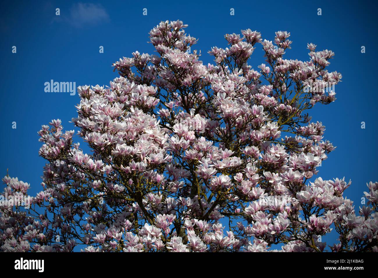 Thaxted, Großbritannien. 26. März 2022. Thaxted Essex England Magnolia Display 26 March 2022 Magnolia in Margaret Street Gardens Thaxted in North West essex, England Credit: BRIAN HARRIS/Alamy Live News Stockfoto