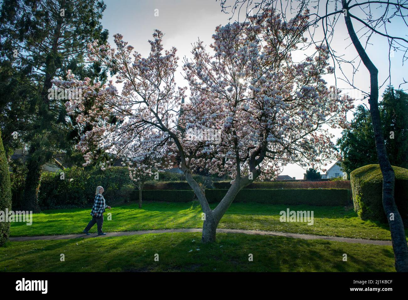 Thaxted, Großbritannien. 26. März 2022. Thaxted Essex England Magnolia Display 26 March 2022 Magnolia in Margaret Street Gardens Thaxted in North West essex, England Credit: BRIAN HARRIS/Alamy Live News Stockfoto