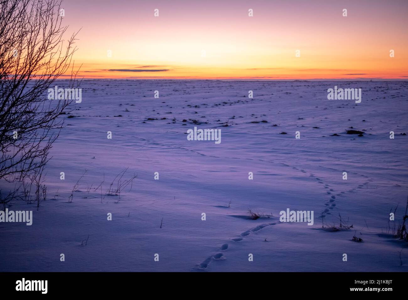 Tier Spuren und Spuren im Schnee, Sonnenuntergang Landschaft Hintergrund Stockfoto
