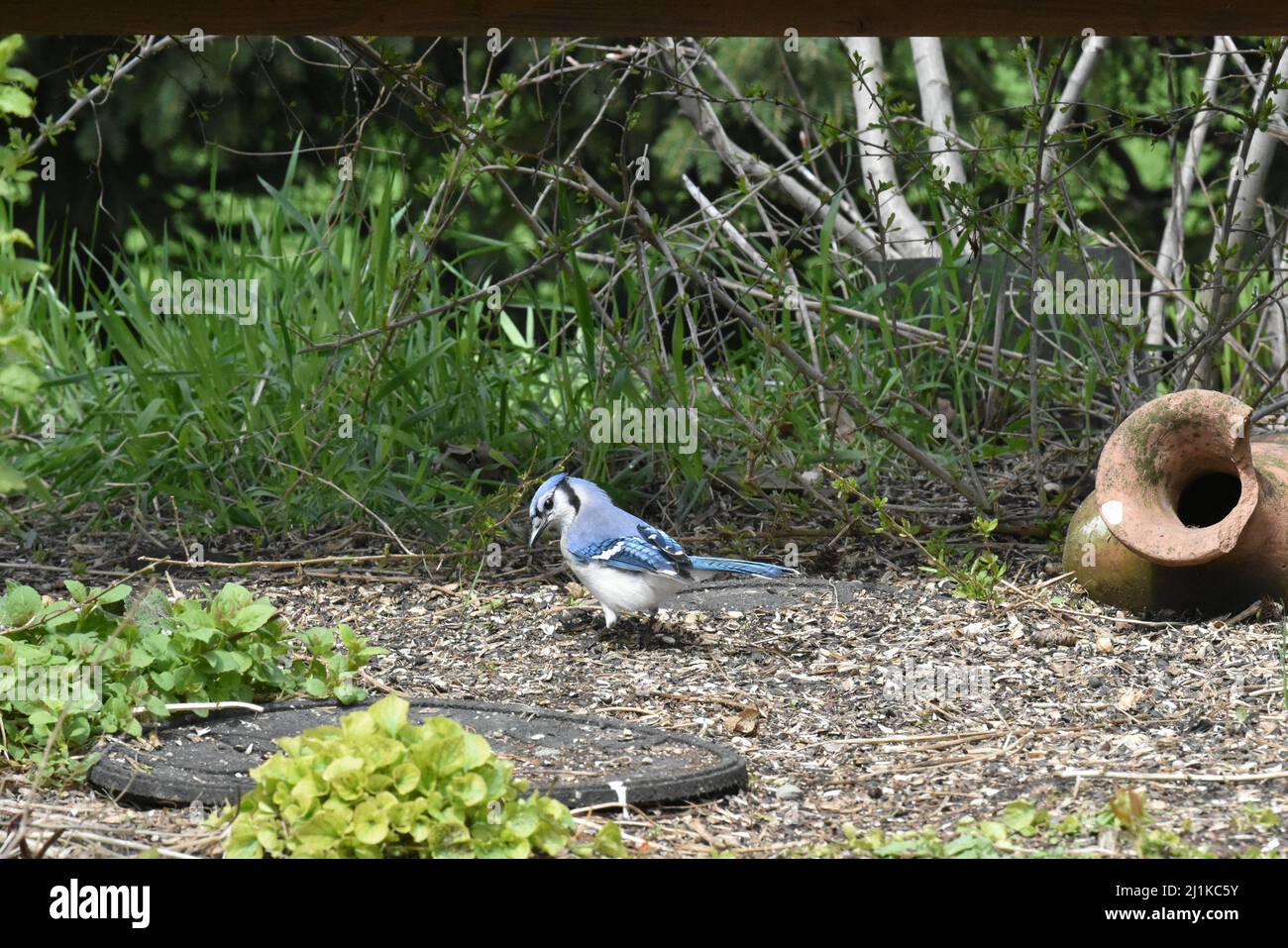 Canadian Bluejay auf der Suche nach Essen im Garten Stockfoto