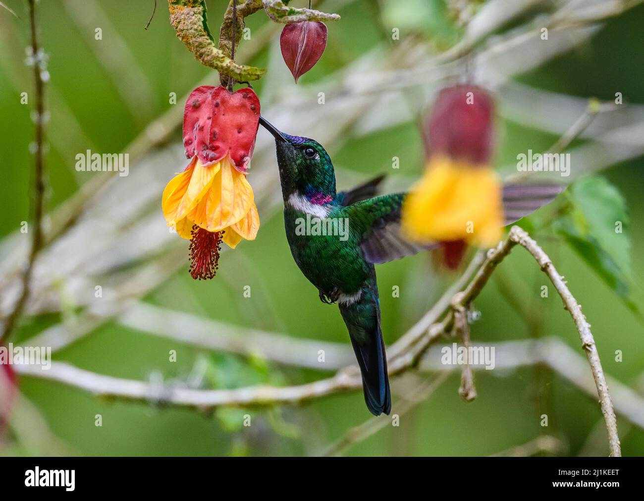 Ein männlicher Weißkehliger Dolchbill-Kolibri (Schistes albogularis), der sich von Blumen ernährt. Kolumbien, Südamerika. Stockfoto