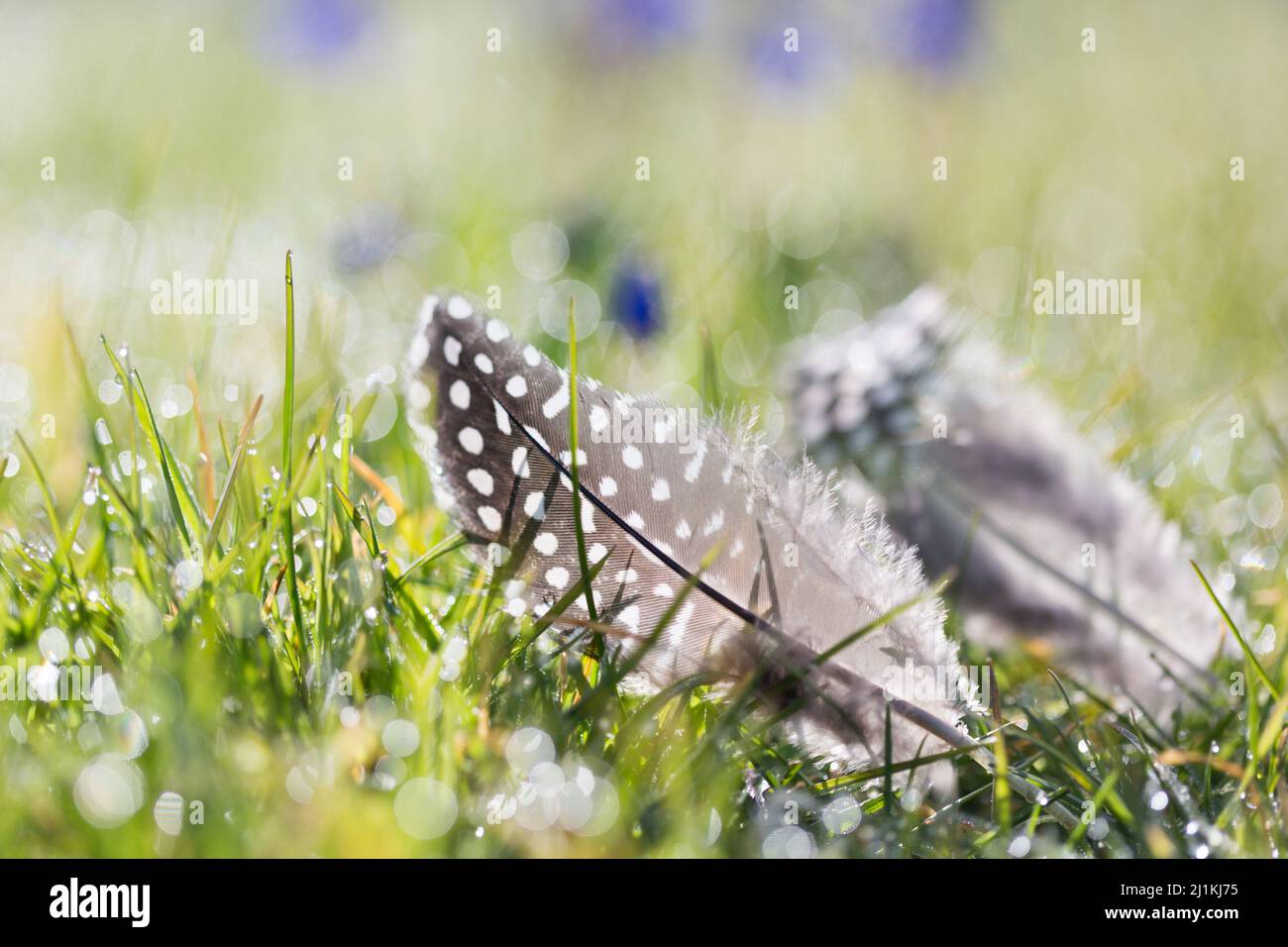 Eine schwarz-weiße, gefleckte Perlhuhnfeder auf tau beladenem Gras an einem frühen Frühlingsmorgen mit kleinen blauen Frühlingsblumen. Stockfoto