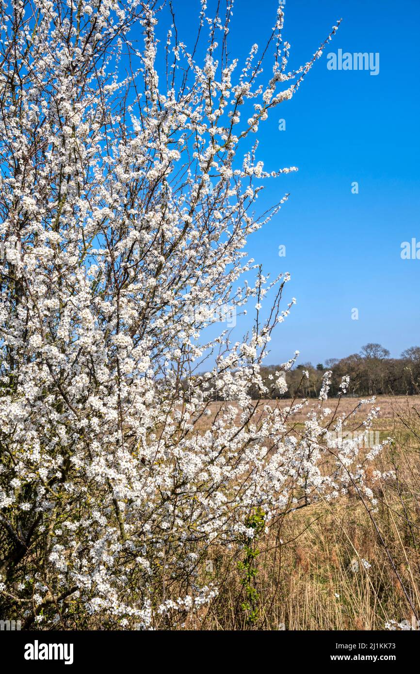 Schlehdorn, Prunus spinosa, blüht im März 2022 in einer Hecke von Norfolk. Stockfoto