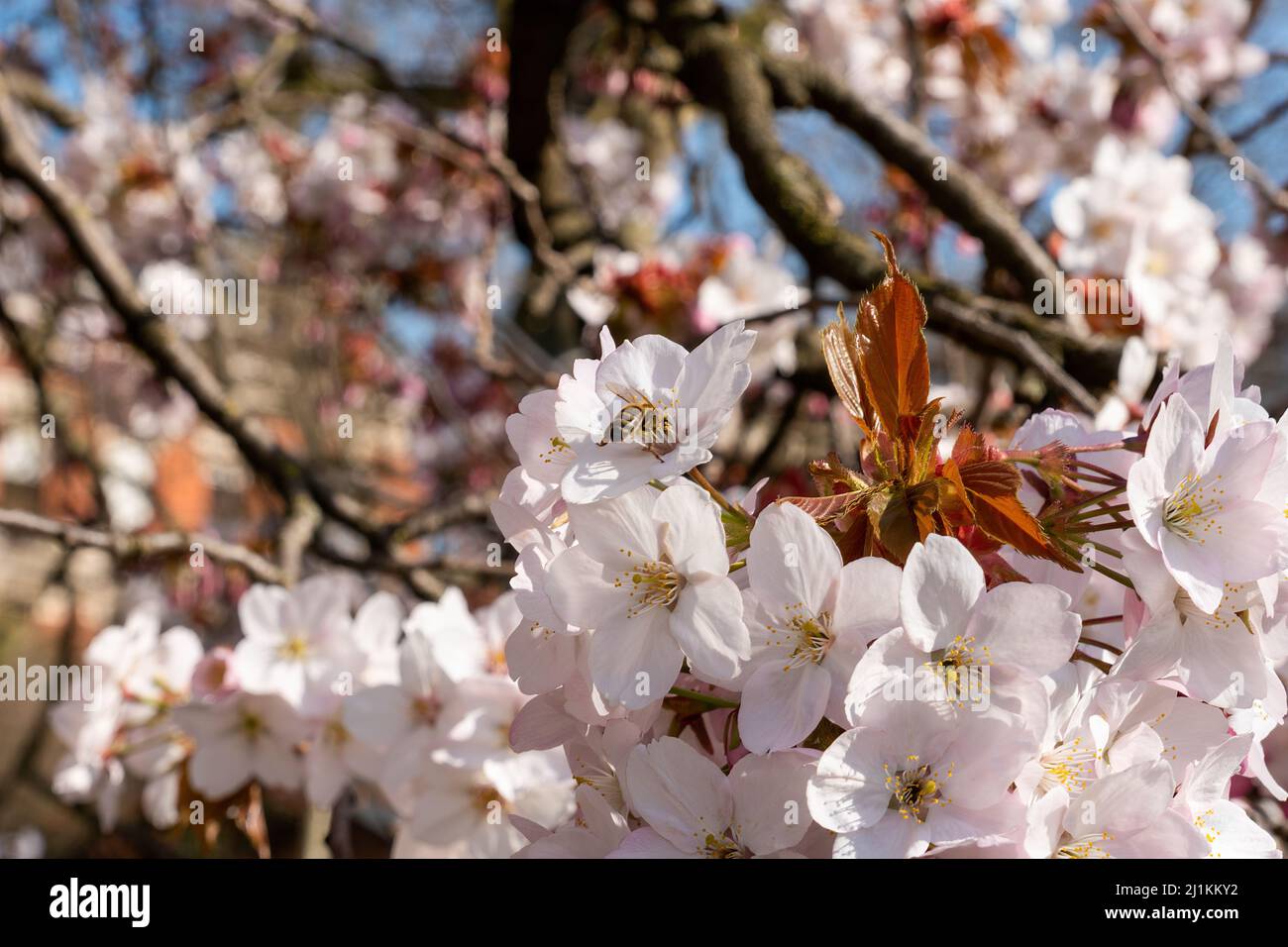Nahaufnahme einer Biene, die Nektar von rosa Blumen auf einem Kirschbaum sammelt Stockfoto
