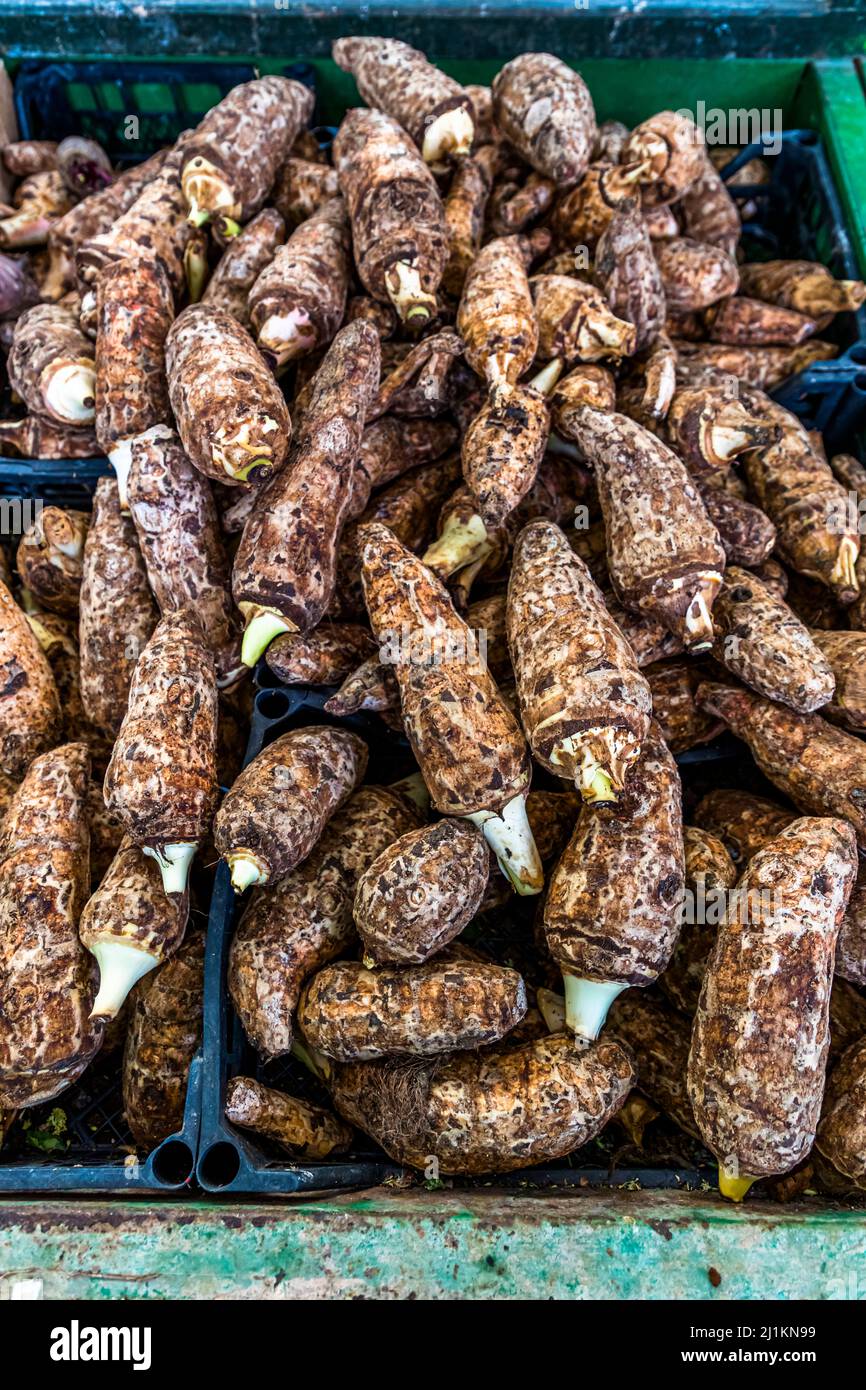 Kolokas oder Colocasia ist ein Wurzelgemüse, das geschmacklich Ähnlichkeiten mit Süßkartoffeln aufweist. Der Legende nach wurde es in Limassol bei der Hochzeit von Richard Löwenherz und Berengaria von Navarra im Jahr 1191 serviert und es bleibt bis heute das typische Hochzeitsgemüse in Zypern. Ein Haufen länglicher, brauner Kolokas-Knollen mit weißen sprossenden Enden liegt in einer Kiste auf dem Gemüsemarkt in Çatalköy (griechisch: Agios Epiktitos), Türkische Republik Nordzypern (TRNK). Stockfoto