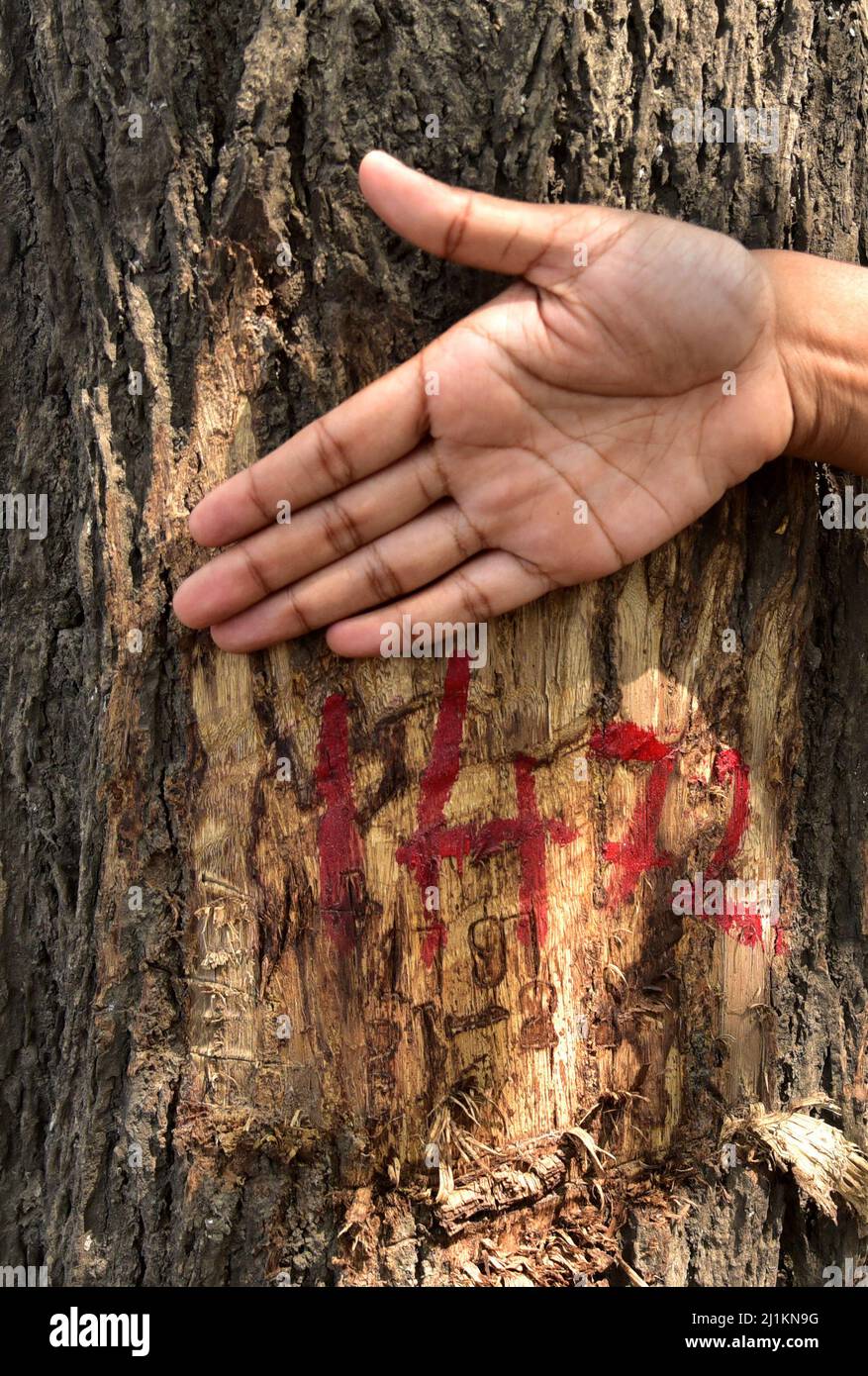 Guwahati, Guwahati, Indien. 26. März 2022. Ein Baum, der abgehackt wird, wird am Samstag, 26.. März 2022, für den Bau von sechs-spurigen Straßen in Guwahati Assam India markiert.rund 2000 Bäume werden für den Bau der sechs-spurigen Straßen gefällt.Foto-DASARATH DEKA (Bild: © Dasarath Deka/ZUMA Press Wire) Stockfoto