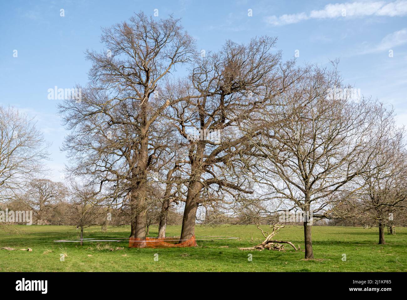 Reife Bäume im Hatchlands Park, einem Landgut in Surrey mit einer großen Parklandschaft, England, Großbritannien. Mehrere Bäume klebten aufgrund von abgefallenen Ästen ab Stockfoto