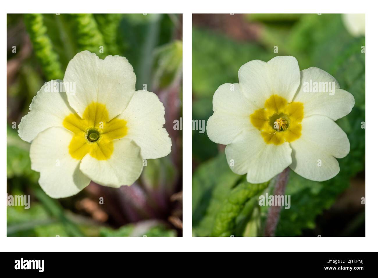 Primeln (Primula vulgaris), eine Frühlingswildblume, Großbritannien. Nahaufnahme der beiden Blumentypen, Nadelaugen (links) und Thrum-Augen (rechts). Stockfoto