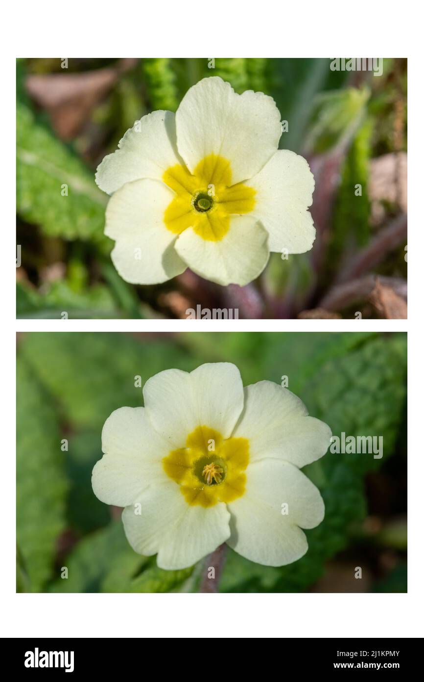 Primeln (Primula vulgaris), eine Frühlingswildblume, Großbritannien. Nahaufnahme der beiden Blumentypen, Nadelaugen (oben) und Thrum-Augen (unten). Stockfoto