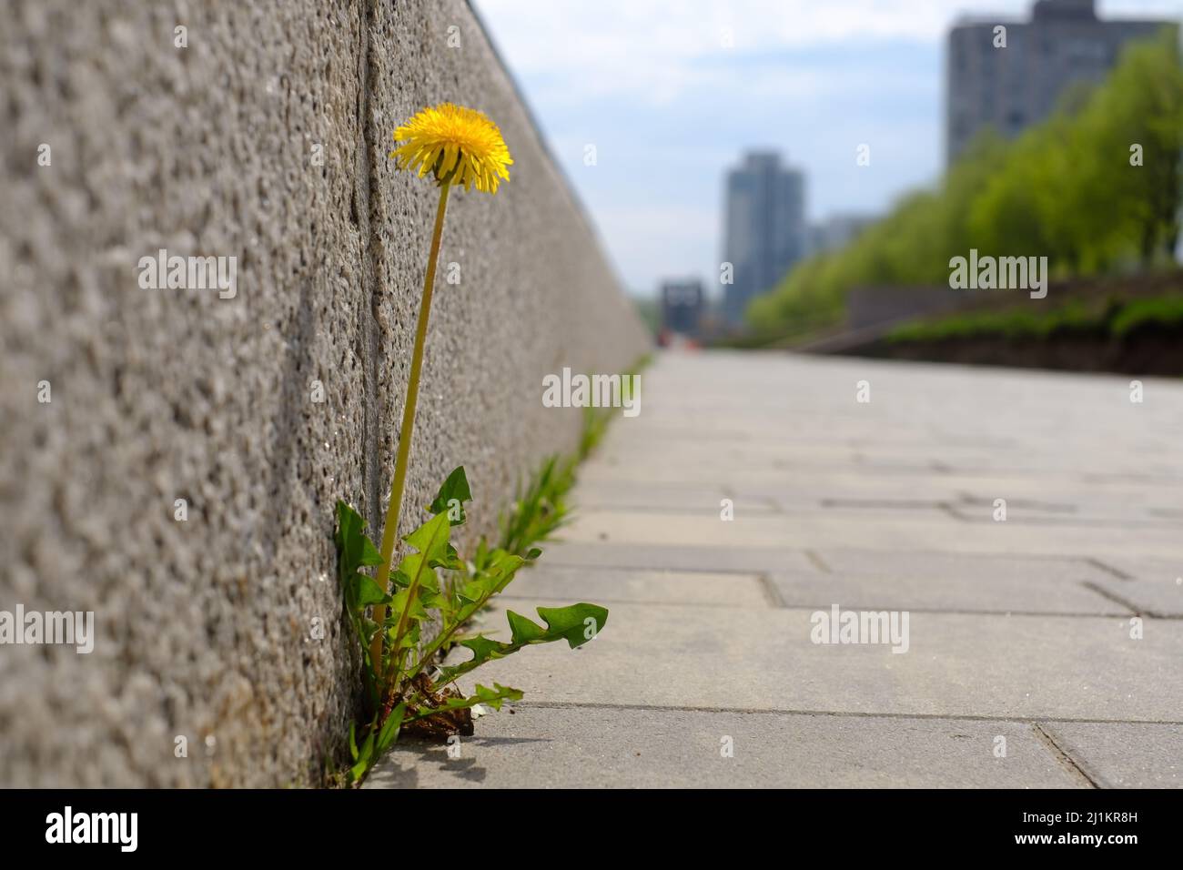 Der durch Steine in der Stadt wachsende Edelstein Stockfoto