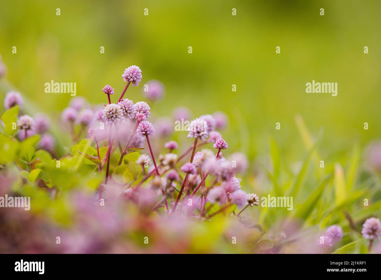 Niedliche Blumen im Frühling, farbenfrohe Jahreszeit, Nahaufnahme. Stockfoto
