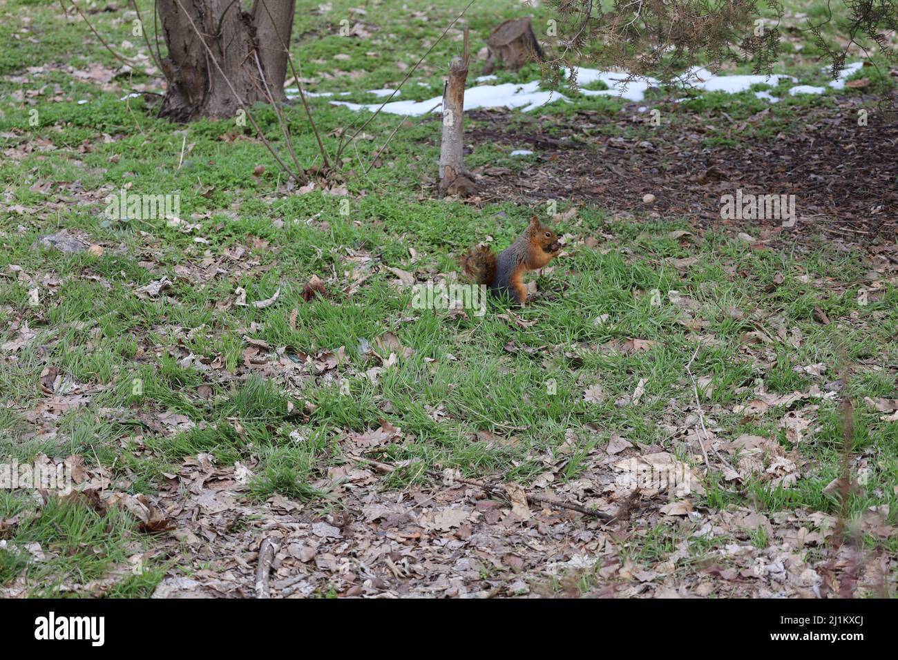 Ein braunes schwarzes flauschiges Eichhörnchen mit verdrehtem Schwanz frisst Nüsse im Park Stockfoto