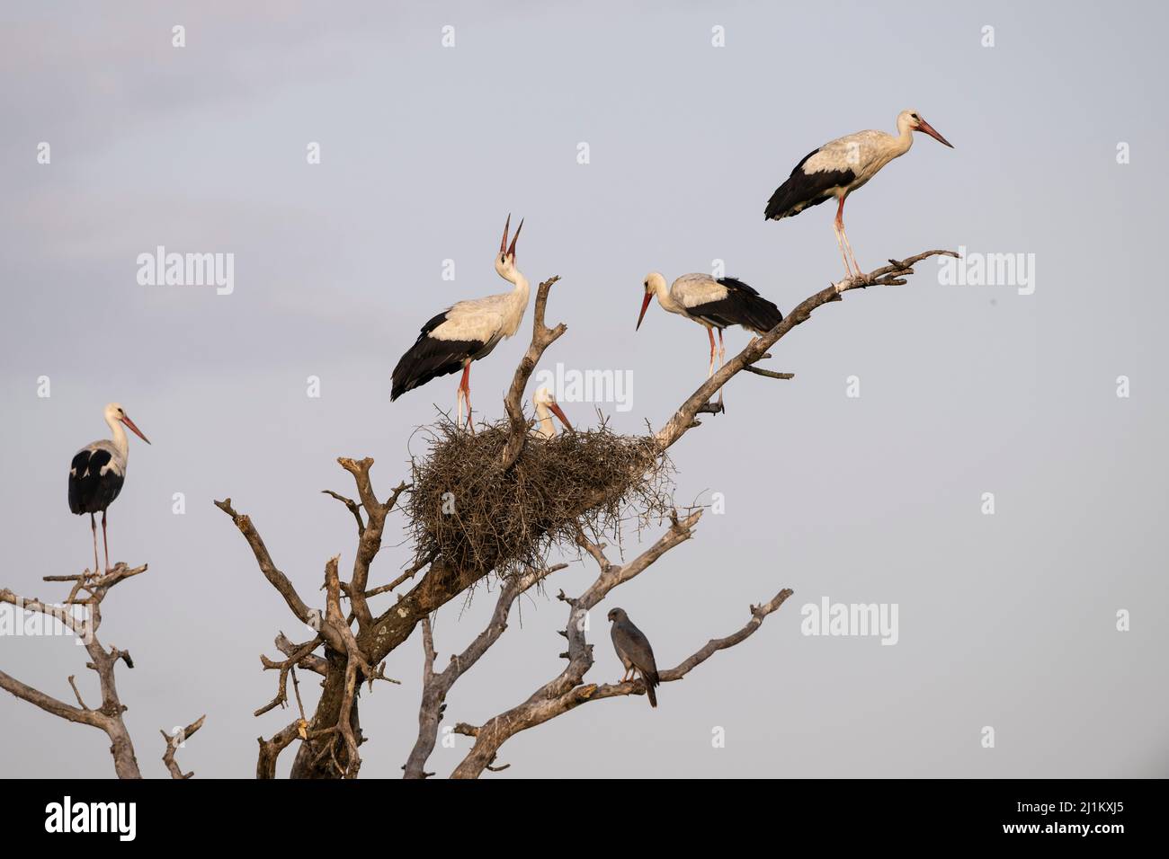 White Storks Nesting, Tansania Stockfoto