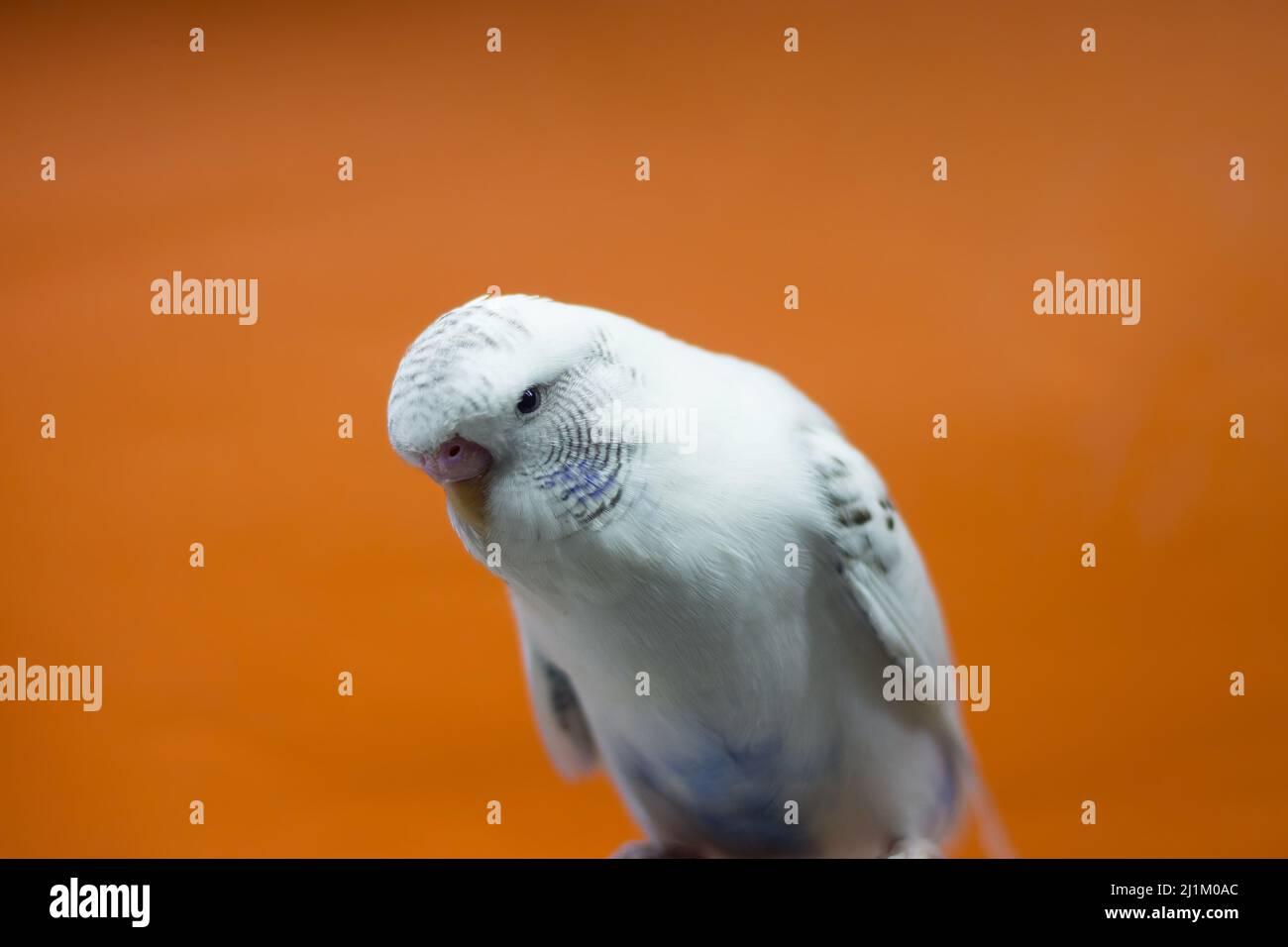 Nahaufnahme der Ausstellung (Show) Budgerigar Stockfoto