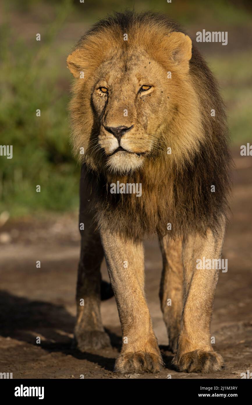 Löwe von Tansania Stockfoto