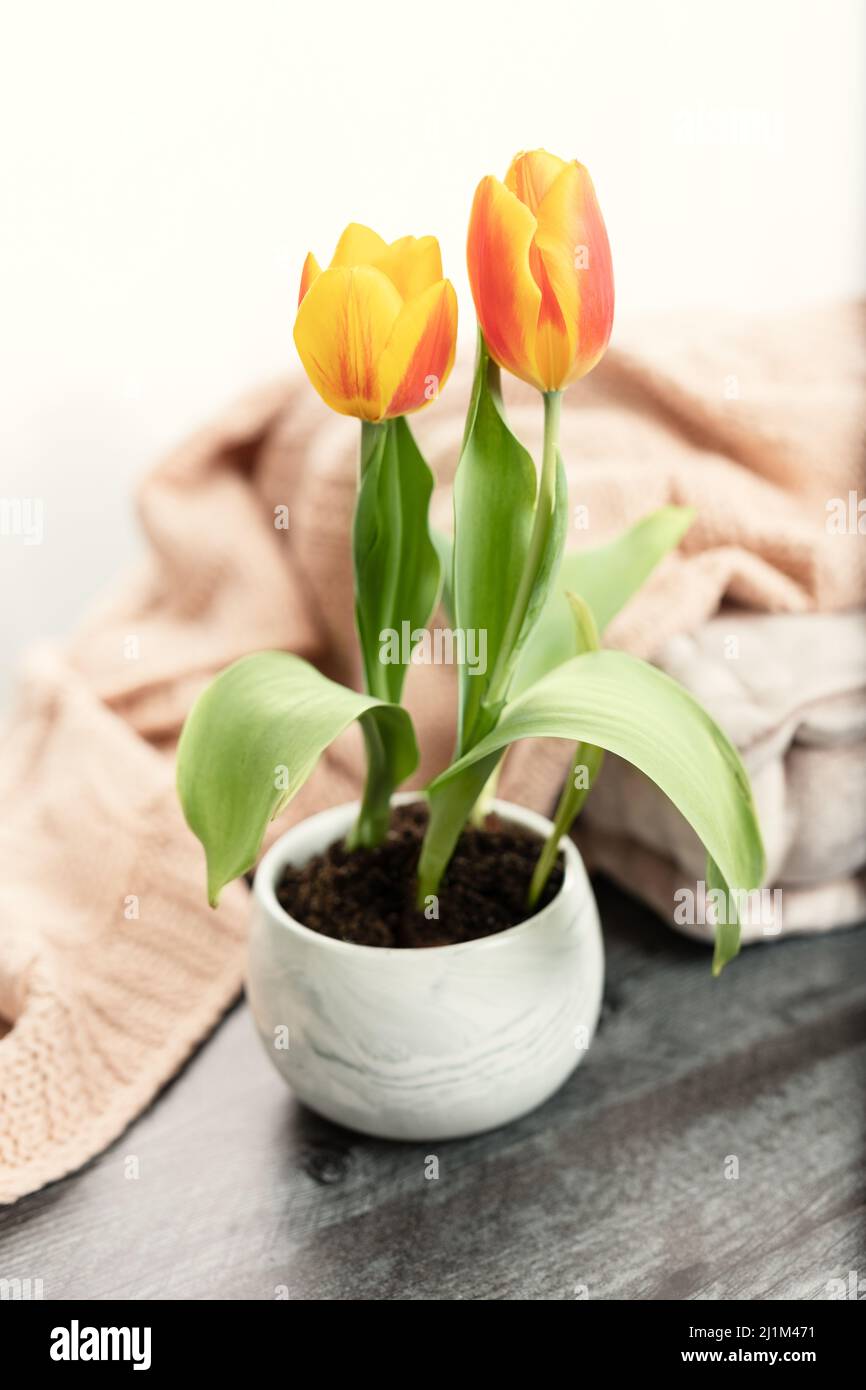 Hygge Springtime Home Dekor Stockfoto