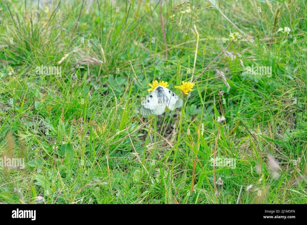Getrübter apollo (Parnassius mnemosyne). Der Schmetterling (gott des Lichts) friert bei bewölktem Wetter und kaltem Wetter in der Nähe des Mt. Elbrus). 2 Stockfoto