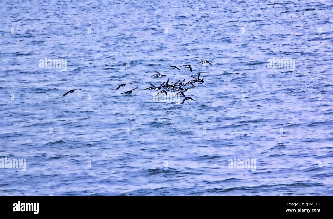 Scharen von Seevögeln (Guillemots) fliegen vor dem Hintergrund des Nowaja Semlja-Archipels über die Barentssee. Vögel fliegen zur Vogelkolonie (Nisterei) Stockfoto